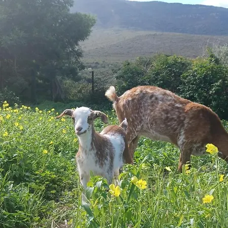 En Molino Dorado * 法斯纳斯