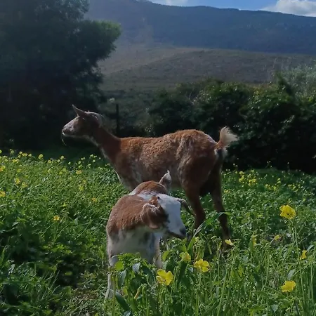 En Molino Dorado Kamp alanı *