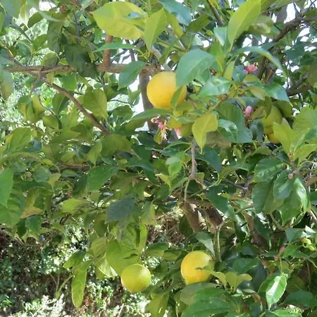 אתר קמפינג En Molino Dorado *
