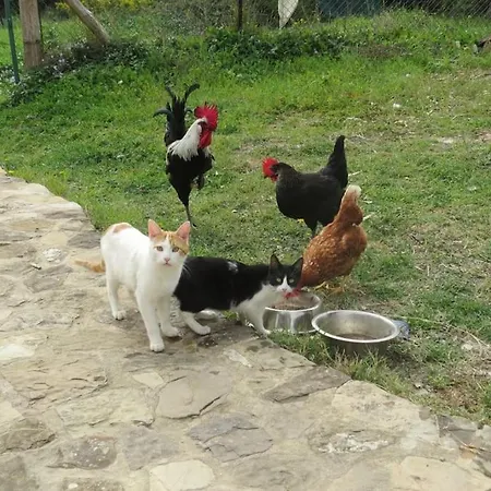 Kamp alanı En Molino Dorado